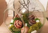 Les Curiosités De Capy Capy Terrarium Plante Escargot Verre Opinion De Objet Cuisine